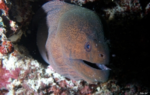 Maldives 2021 - Murene javanaise - Giant morey - Gymnothorax javanicus - DSC00737_rc